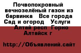 Почвопокровный, вечнозелёный газон из барвинка - Все города Сад и огород » Услуги   . Алтай респ.,Горно-Алтайск г.